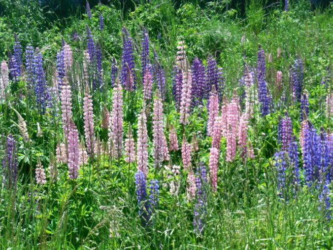 Lupine in Cochrane 1