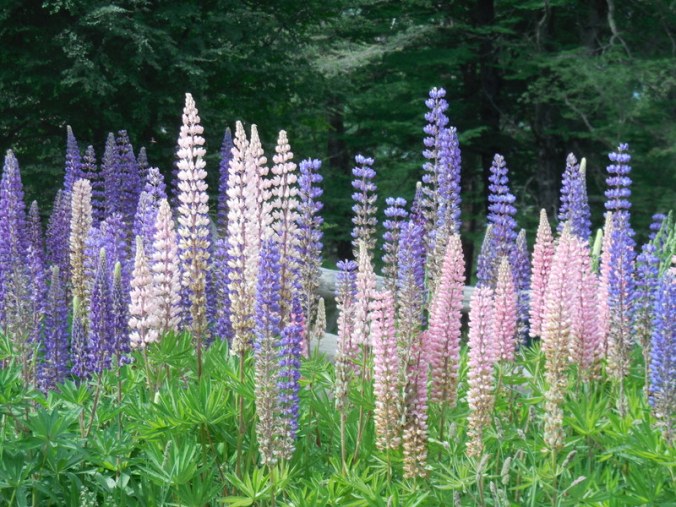 Lupine