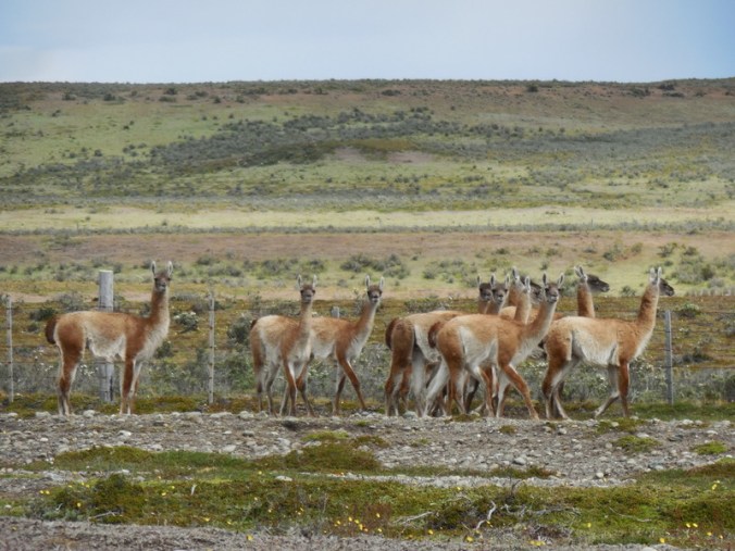 guanaco 1