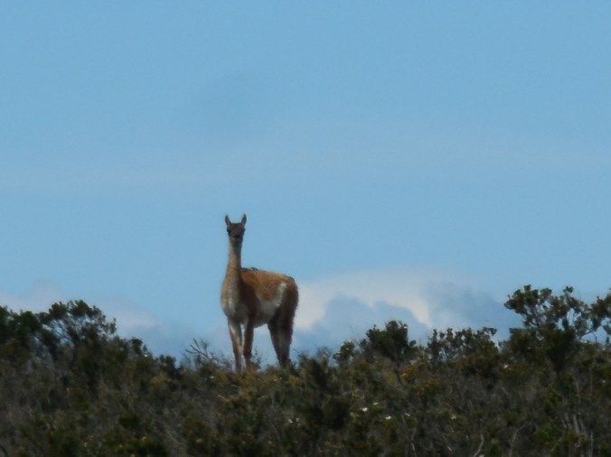 guanaco 3