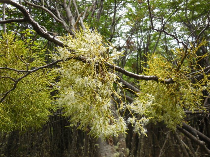 misteltoe like plant 1