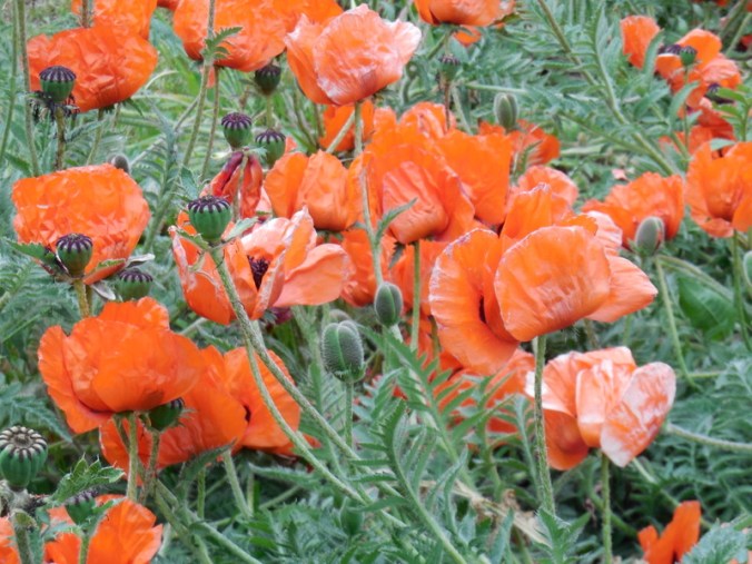 poppies for pete