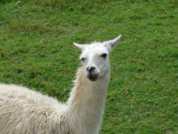 Machu Picchu llama 2