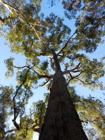 Tree top walk - red tindle 4