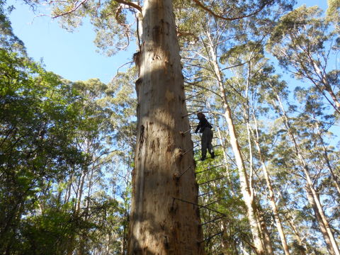 Walpole climbing tree Nsncy 1