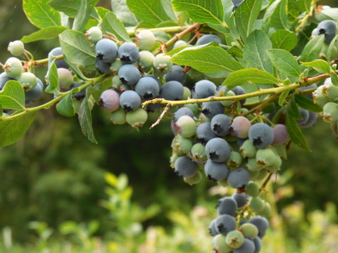 Blueberries 2