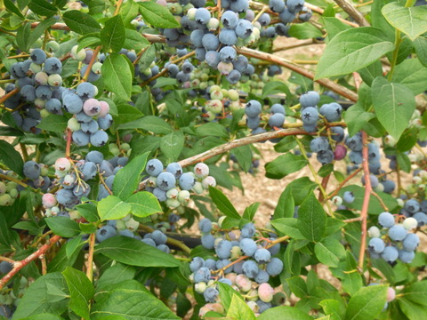 Blueberries 4