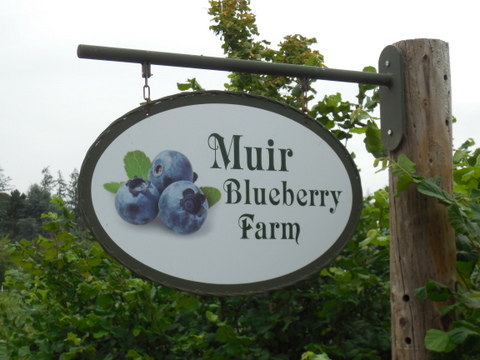 Blueberry farm