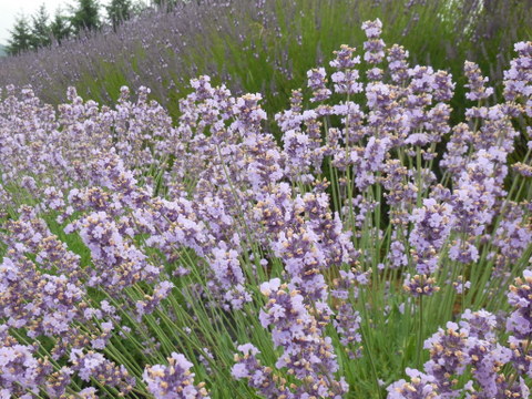 Lavender farm4