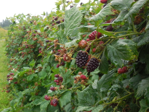 Marionberries