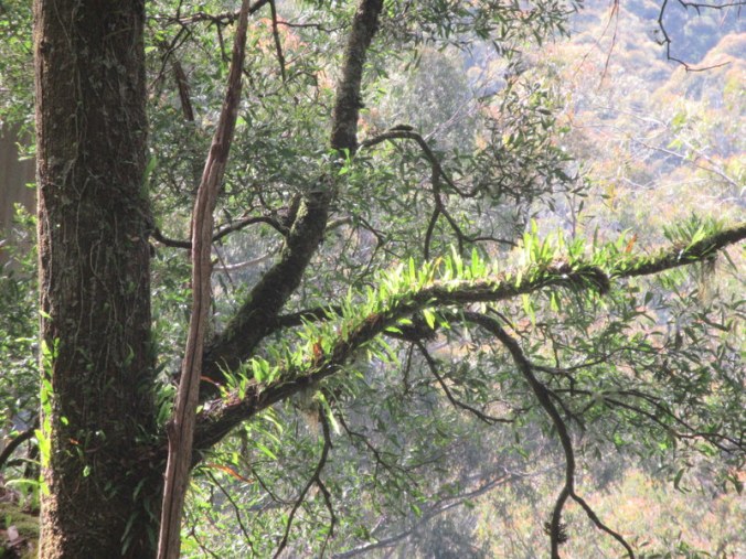 Turton’s Track trees 1