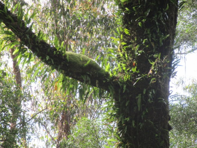 Turton’s Track trees 2