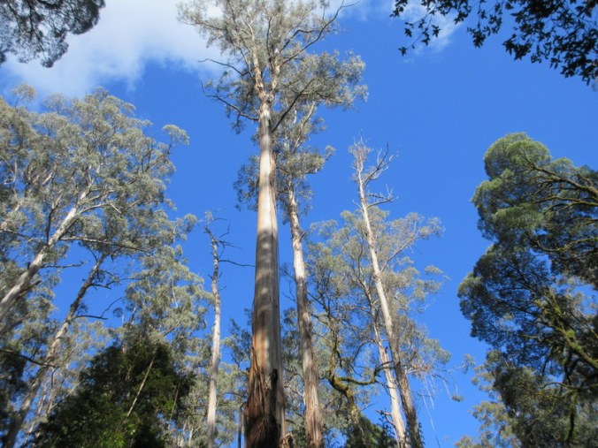 Turton’s Track trees 4