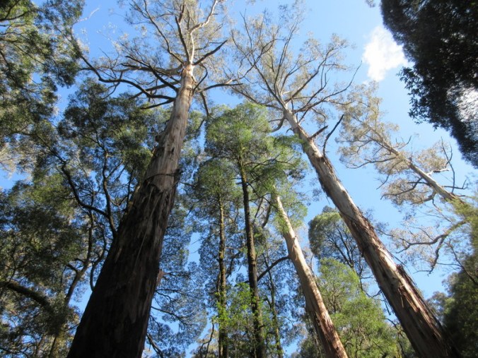 Turton’s Track trees 5
