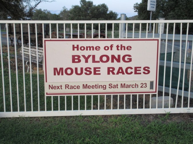Bylong mouse races