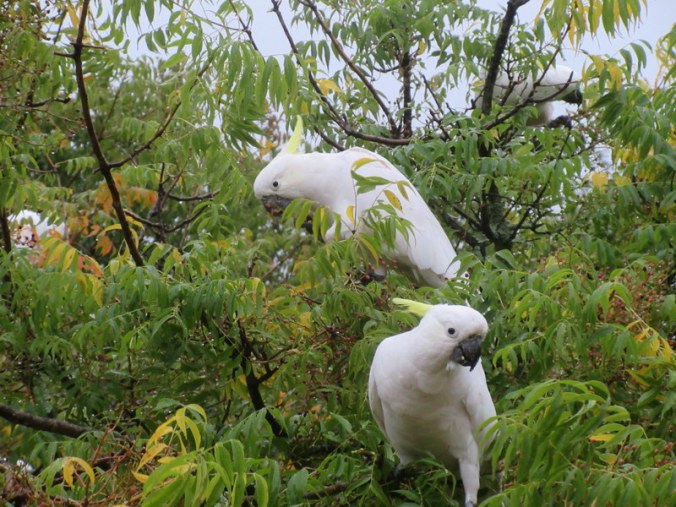 YHA Birds - wild and cheeky