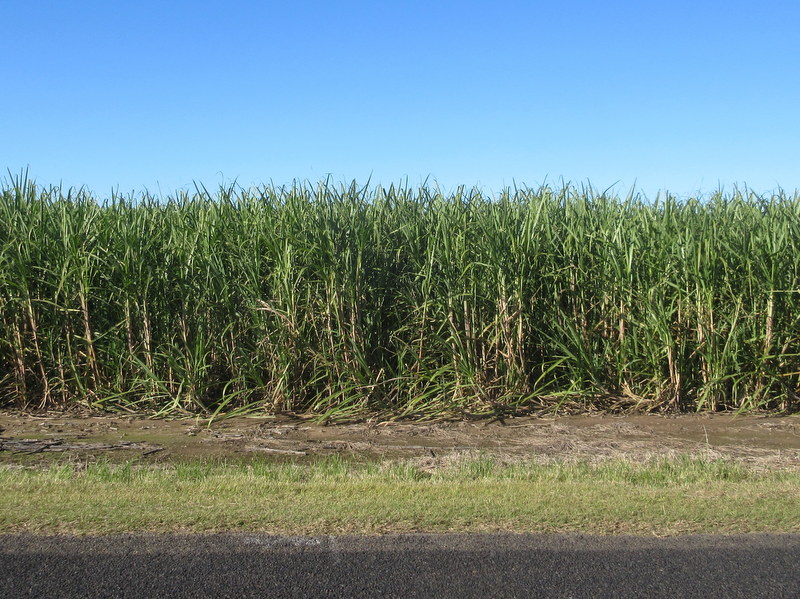 Grafton to Yamba – Cane to Coast (64k/90m) | Leave Without Pay