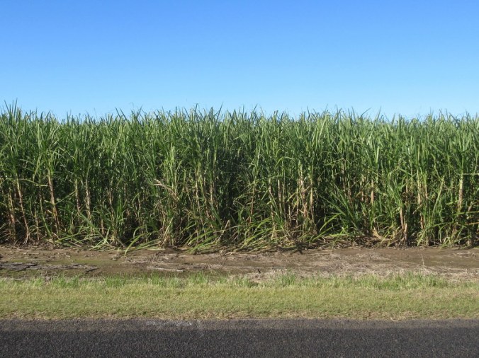 Cane field 1