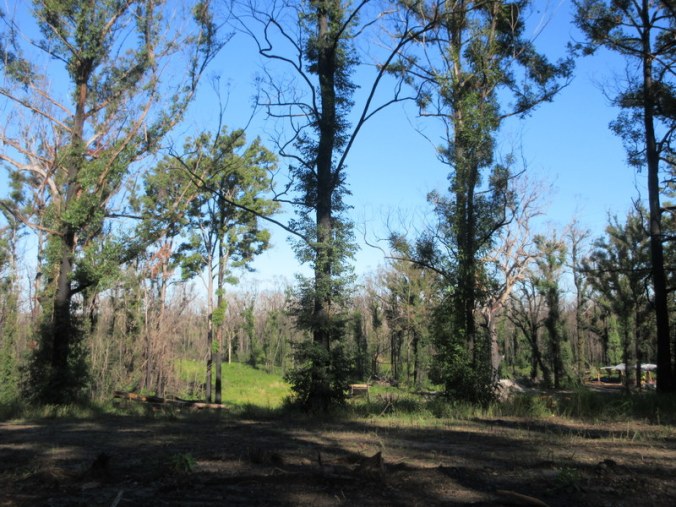 Doctor Seuss trees 1