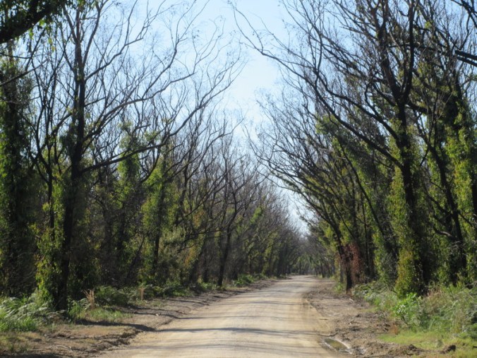 Doctor Seuss trees 2