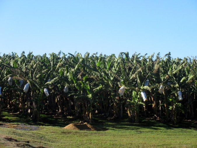 First bananas of the trip