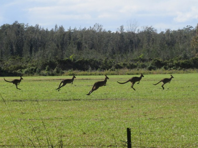 Kangas 2