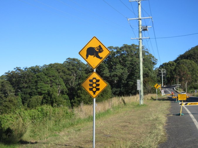 Kolala stop light, we didn't see any koala