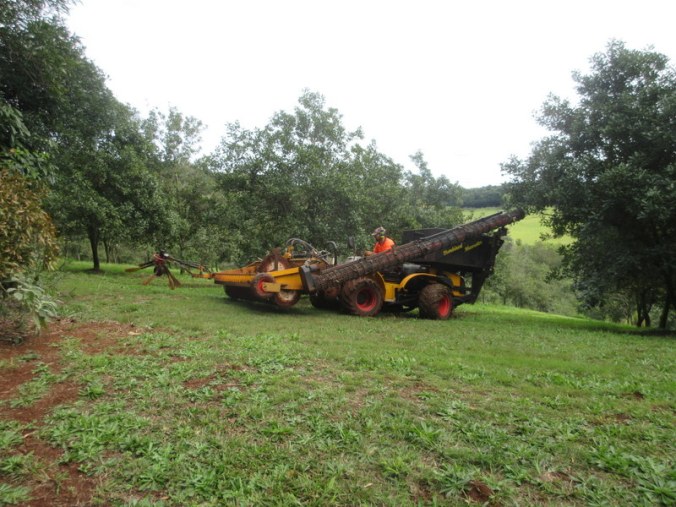 Macadamia orchard harvest