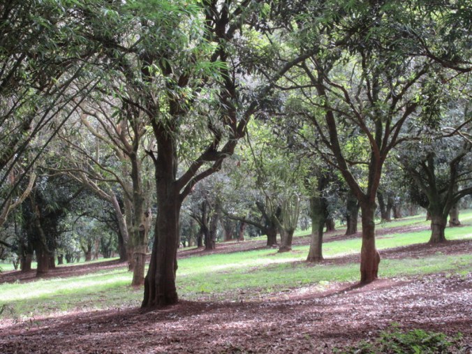 Macadamia orchard