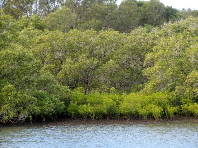 Mangrove from ferry 2