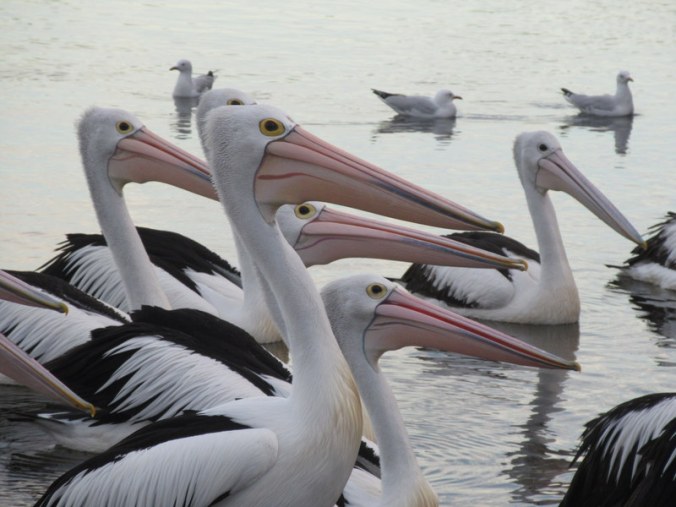 Nambucca River welcoming committee