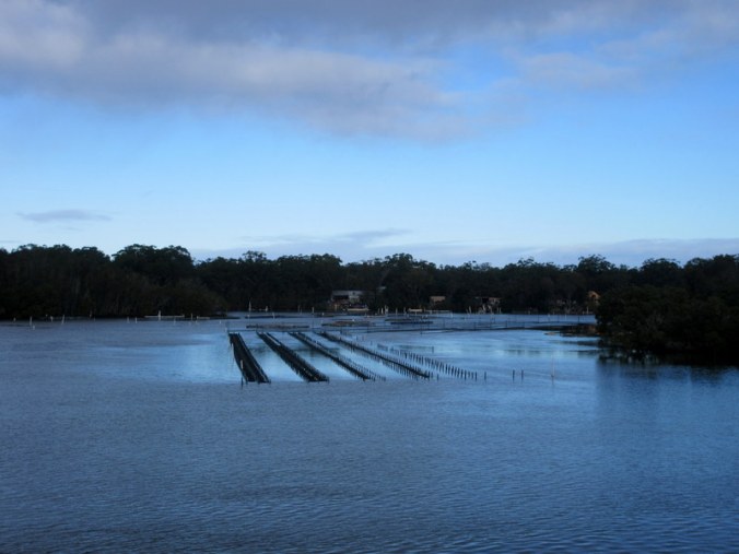 Oyster beds