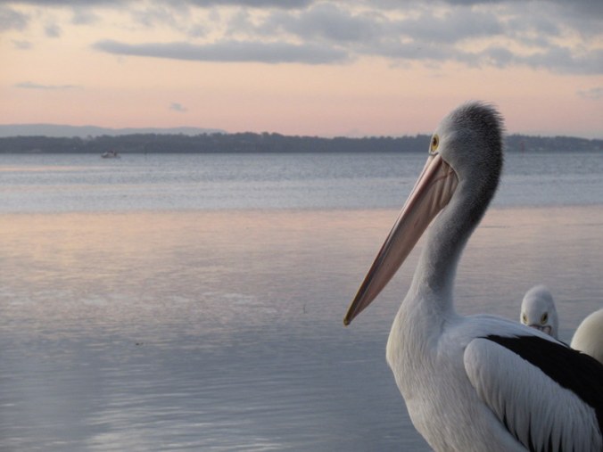 Sunsetting Pelicans 2