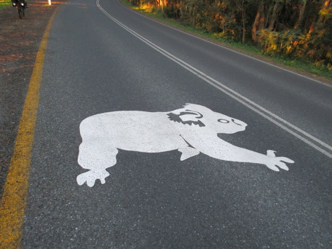 Warning - koalas about