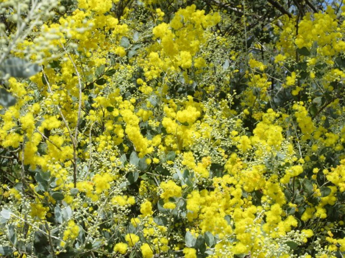 Winter wattle