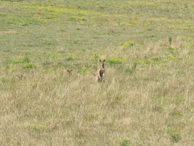 Kangaroos 1